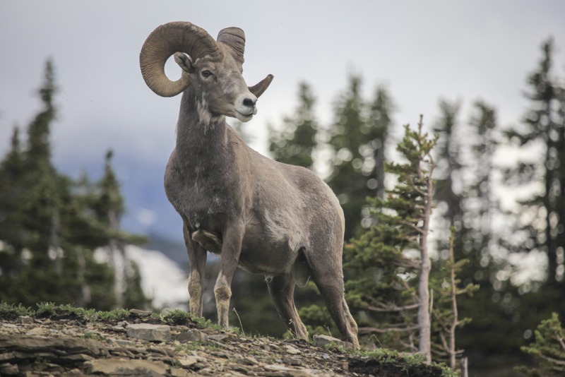 Estes Park Wildlife: A bighorn sheep ram stands regally amid a mountain near Estes Park, CO.